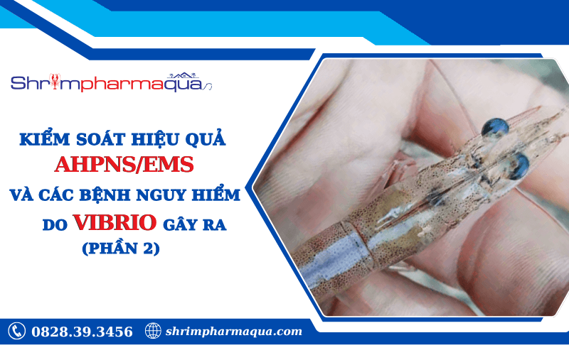 Kiểm soát AHPNS/EMS và bệnh do Vibrio trên tôm