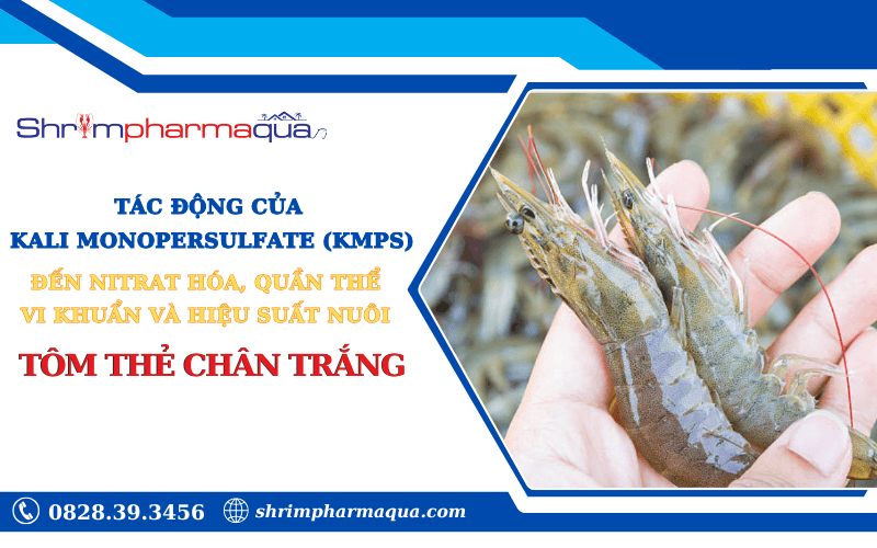 Kali Monopersulfate cải thiện nitrat hóa và hiệu suất nuôi tôm thẻ chân trắng.
